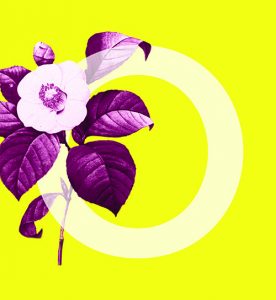 Summer Break Series: Herbology (Plants as remedy)