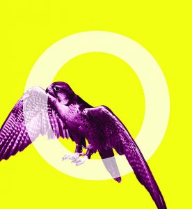 Ornithology: Birds