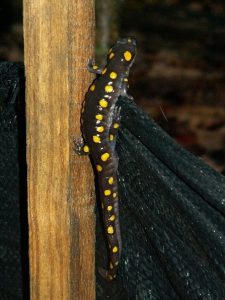 Amphibian Foray in Hopkins Forest