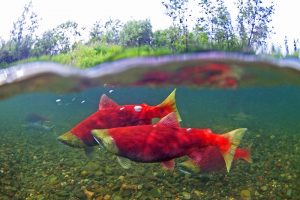 Log Lunch: What does a sustainable fishery look like? Thoughts from two Alaskan fisherman.