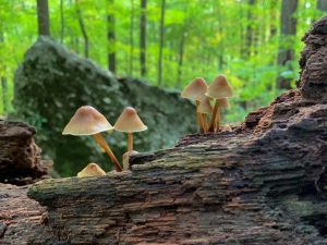 5th Annual Berkshire Natural History Conference Nov. 16