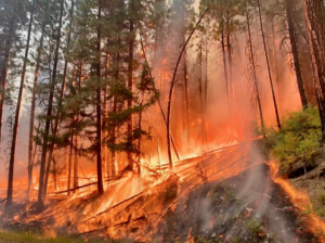 Log Lunch: Summer-Solstice Thomas (Air Pollution) & Rosa Kirk Davidoff (Forest Fires)