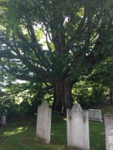 WOC and WRLF present "a Layman's History of Williamstown's Trees" on 1/18 at 11 am in Paresky Aud.
