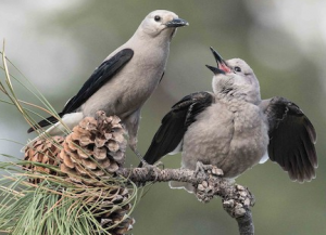 Log Lunch: Habitat Degradation & Mutualism: Clark’s Nutcrackers & Whitebark Pine
