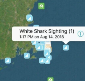 White Sharks in New England: Coexistence & Conservation: Log Lunch w/ Atlantic Shark Conservancy