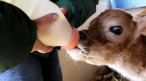 FARMING WINTER STUDY CLASS: INFO SESSION: Do you like to get cold, dirty & tired?