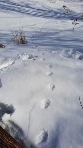 Wildlife Tracking Workshops at Hopkins Memorial Forest