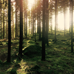 FOREST FRIDAY: Afternoon Walks in Hopkins Forest