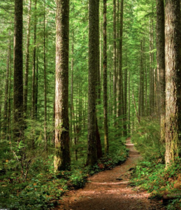 FOREST FRIDAYS! Afternoon Walks in Hopkins Forest 4-5:30 - TREES with Prof. Henry Art